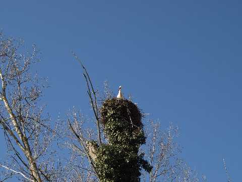 Storchennest am Altrheinsee bei Eich