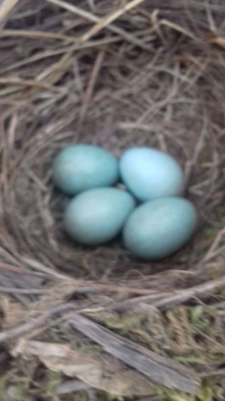 Heute haben wir 4 Eier im Gelege, 22.03.2021 14:16:56